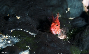 Maldives 2021 - Epervier a joues epineuses - Falco hawkfish - Cirrhitichthys falco - DSC00510_rc